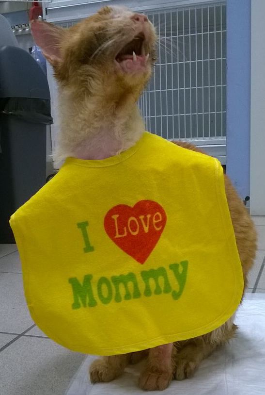 Killer: un gatto di strada